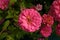 Close-up of Zinnia elegans flower