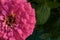 Close-up of Zinnia elegans flower