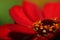 Close up on Zinnia flower in Mississippi June.