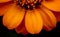 Close up on Zinnia flower in Mississippi June.