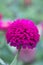 Close up of Zinnia. Lilac flower of Zinnia. Flower of Zinnia. Floral background.Common Classic Zinnia. Lilac flower. Purple flower