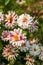 Close up of Zinnia Marylandica `Double Zahara White` flowers