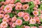 Close up zinnia pink flower.