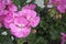 Close-up of zonal geranium flower