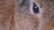 Close up or zoom in eye of brown rabbit and it look relax emotion