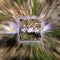 Close-up zoom on purple Corcus flowers