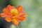 Close up zoom view of orange cosmos flower with detail pollen on soft blur background