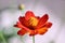 Close up zoom view of orange cosmos flower with detail pollen on soft blur background