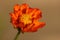 Close up zoom view of orange cosmos flower with detail pollen on soft blur background