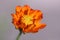 Close up zoom view of orange cosmos flower with detail pollen on soft blur background