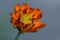 Close up zoom view of orange cosmos flower with detail pollen on soft blur background
