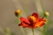 Close up zoom view of orange cosmos flower with detail pollen on soft blur background