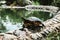 Close up zoomed view of a turtle walking along the border of a lake in a Spanish park. Relaxed wild creature basking in the sun in