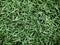 Close up zoysia japonica