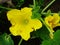 Close up of a zucchini Cucurbita pepo  plant in the vegetable garden with yellow flowers