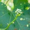 Close up of zucchini flower, and the ants swarming