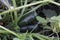 Close-up zucchini grow in beds in the garden