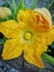 Close up of a zucchini yellow flower