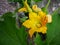 Close up of a zucchini yellow flower