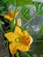 Close up of a zucchini yellow flower