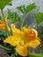 Close up of a zucchini yellow flower