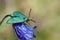 Close-up Zygaenidae or green forester moth on a wild blue bellflower`s flower head