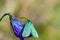 Close-up Zygaenidae or green forester moth on a wild blue bellflower`s flower head