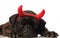 Close upf of adorable boxer with devil horns lying