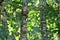 Close-ups of young birches in a group