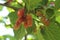 Close-upâ€‹ mulberryâ€‹ fruitâ€‹sâ€‹ onâ€‹ theâ€‹ treeâ€‹ inâ€‹ theâ€‹ organicâ€‹ farm.