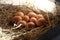 Close-upâ€‹ ofâ€‹ fresh chicken eggs with nestâ€‹ inâ€‹ theâ€‹ woodâ€‹enâ€‹ box, A pile of brown eggs in a nest.