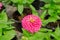 Close upâ€‹ ofâ€‹ pink Zinnia flower in flower pot