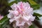 Close uup of Rhododendron flowers, cluster of delicate pink trumpet flowers