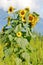 Close Vertical of Mini or Dwarf Sunflowers