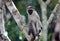 Close vervet monkey in National park of Kenya, Africa
