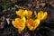 Close view of 5 amber yellow flowers of crocuses in February