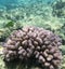 Close view of acropora corals