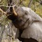 Close view of African Elephant in the Delta
