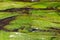 A close view of algae in the Water of Leith