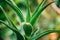 Close View Of Aloe Arborescens In Botanical Garden