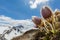 Close view alpine anemone pulsatilla alpina with snowcapped mountains