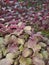 A close view of Amaranthus plants