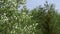 Close view of Amelanchier mespilus flowers on a green forest background