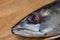 Close view of Atlantic Mackerel with main focus on eye