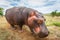 Close view of baby hippo roaming through the African wilderness