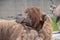 Close view of a Bactrian Camel