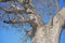 CLOSE VIEW OF BAOBAB TREE