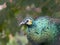 Close view of a beautiful, displaying male peacock