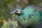 Close view of a beautiful, displaying male peacock