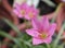 close view of beautiful pink flower